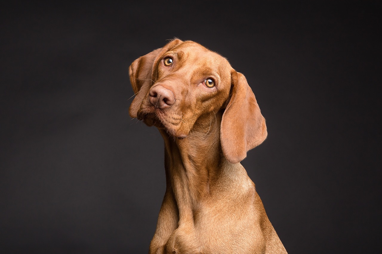 犬のペット保険が初年度無料のプランはどこで見つけられる？