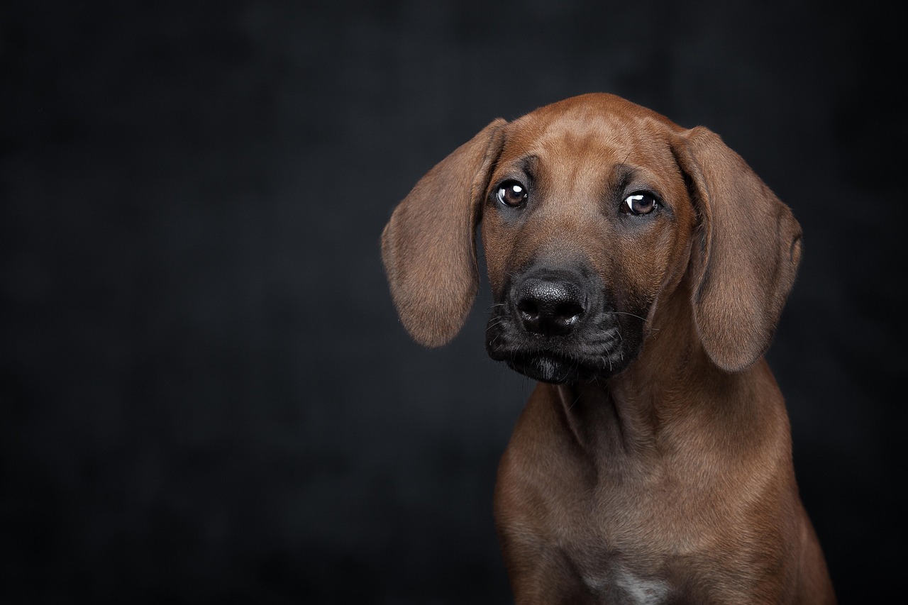 犬のペット保険は初年度無料で加入できるのか？