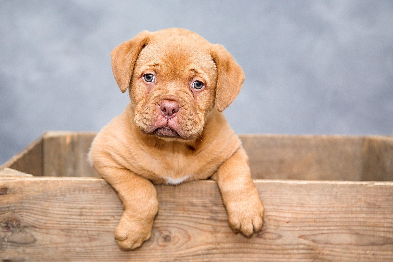 犬の保険はいつから必要かを知っておくべき理由とは？