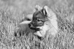 犬保険の傷病補償はどのように選ぶべきですか？