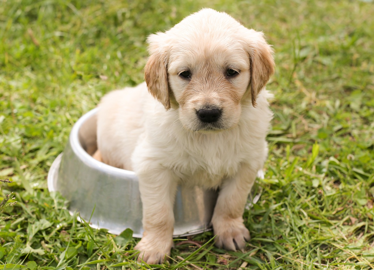 犬保険の傷病補償はどのように選べばいいですか？