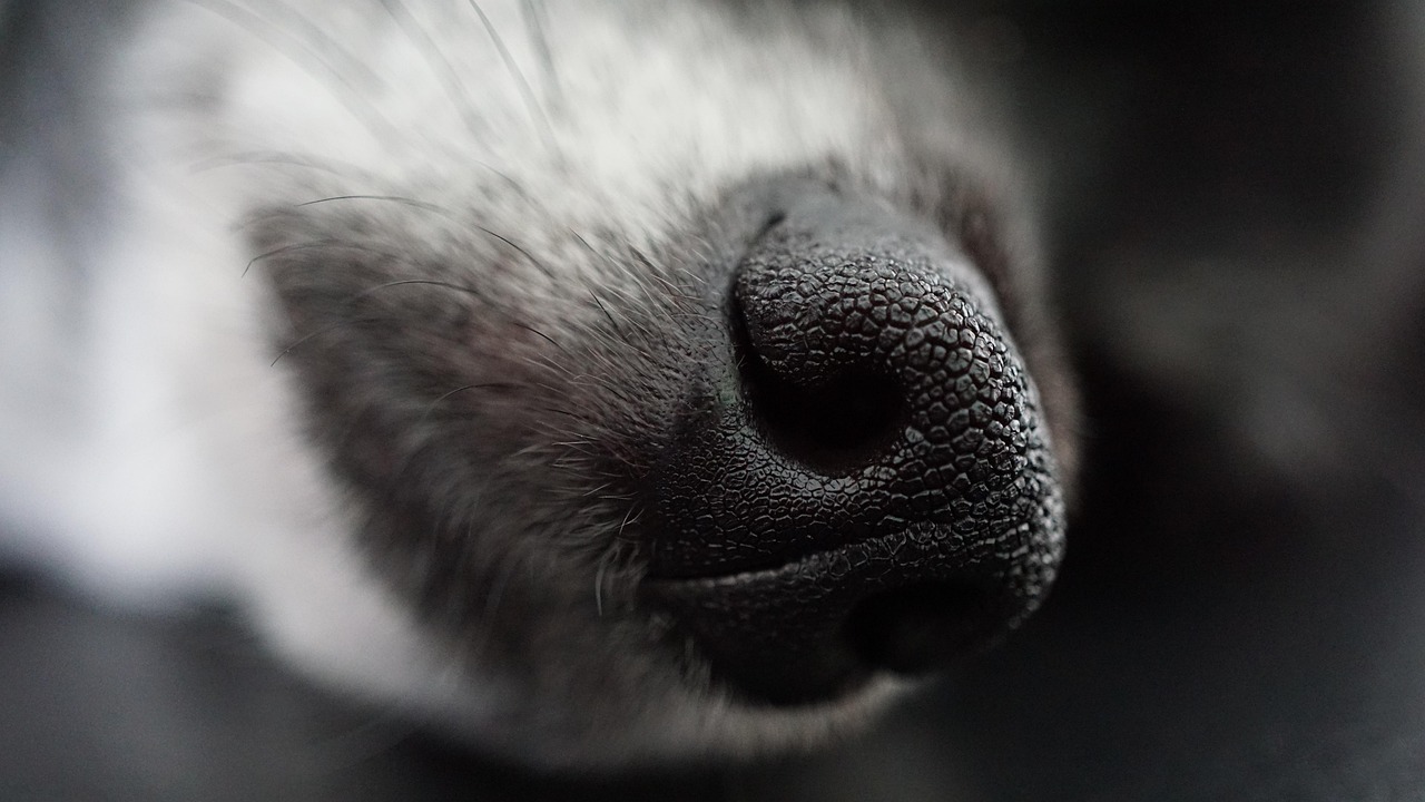 犬保険の継続で受けられる割引はどれくらい？