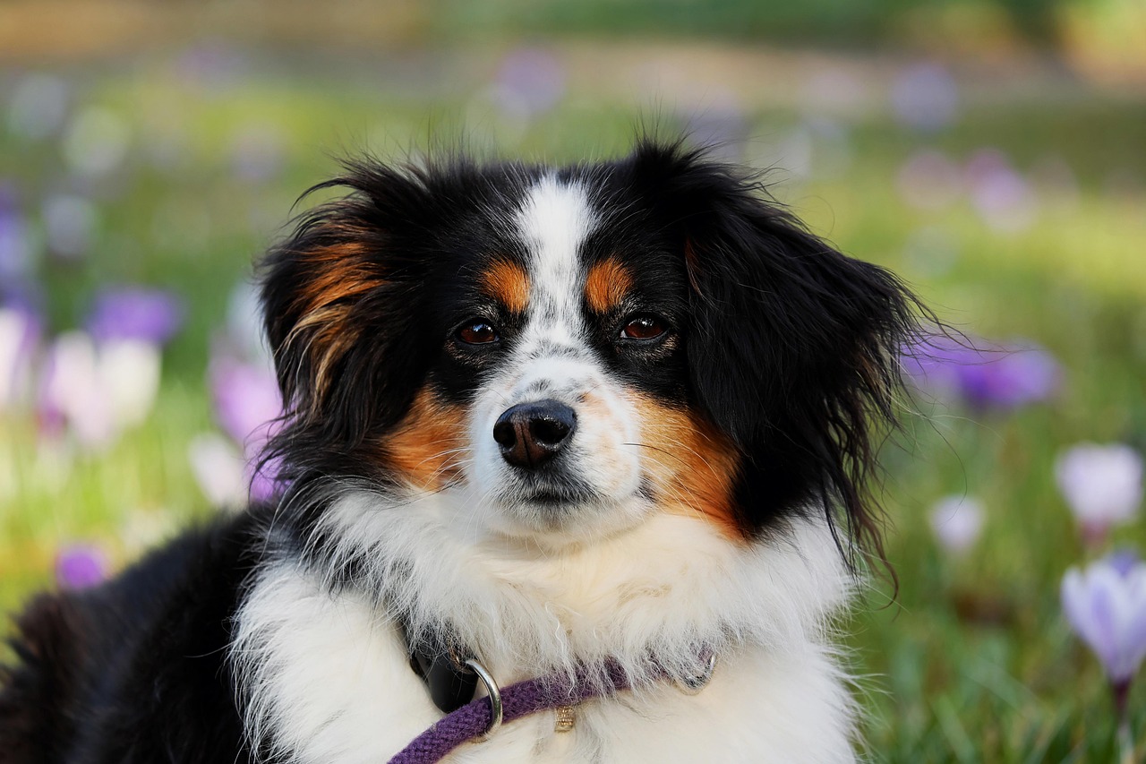 犬保険はいつから必要になるのかを徹底解説しますか？