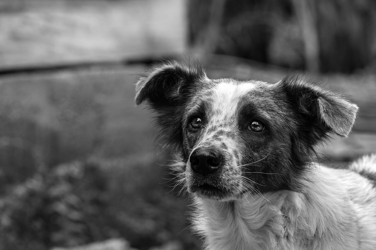 犬保険はいつから必要になるのか？