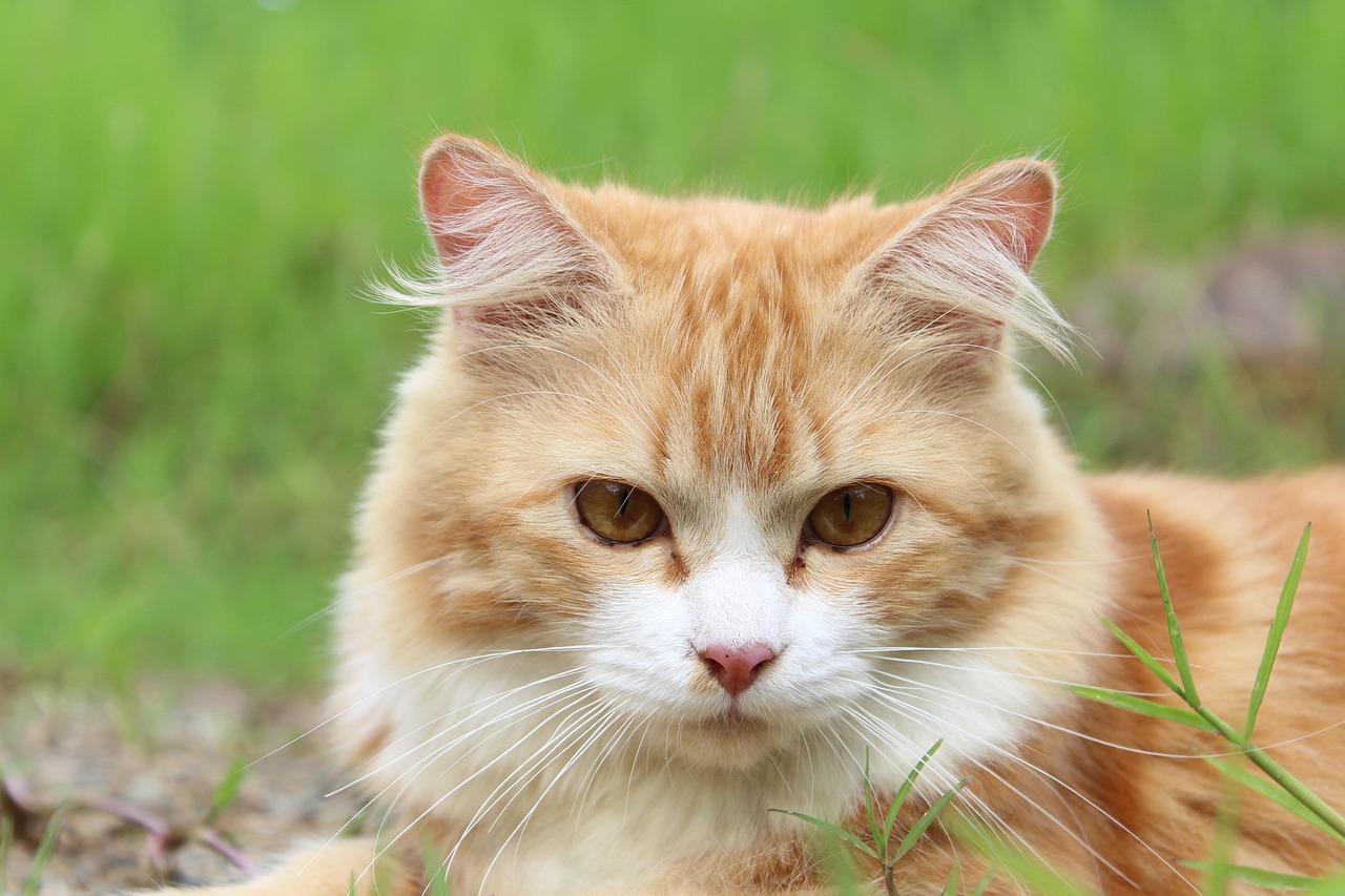 猫にペット保険は必要か？