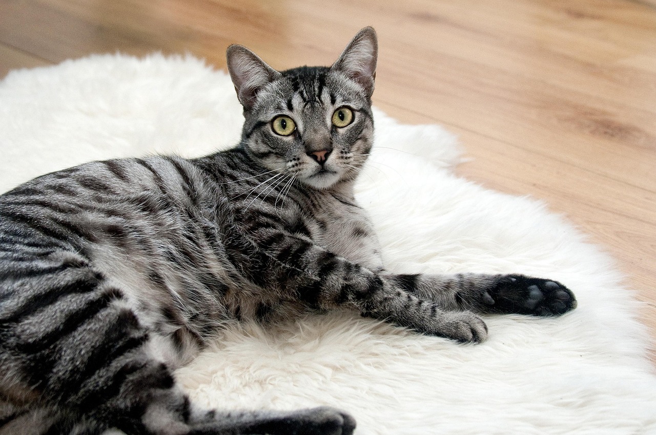 猫のためにペット保険に入るべきか、どんなメリットがあるの？