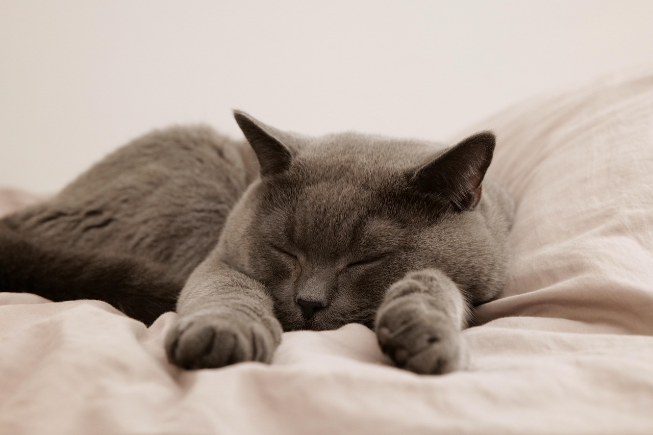 猫のペット保険が初年度0円で利用できるって本当？