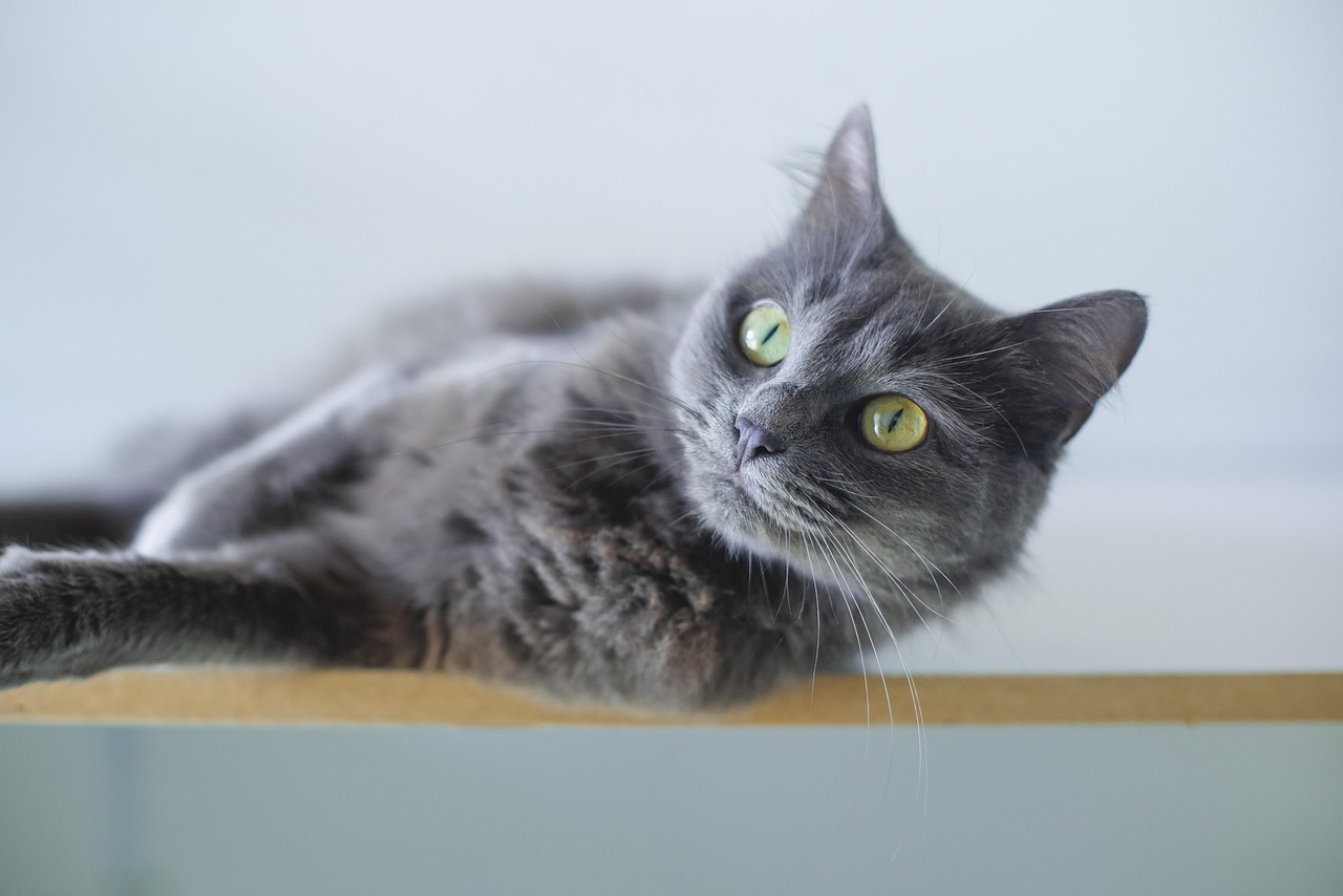 猫のペット保険が初年度無料で利用できるメリットは？