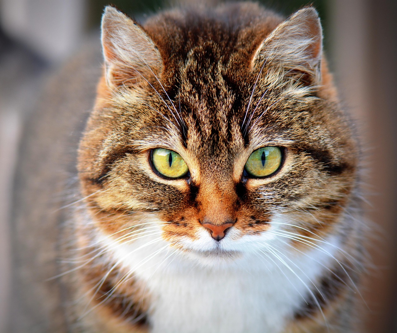猫のペット保険には入るべきか、必要性を解説しますか？
