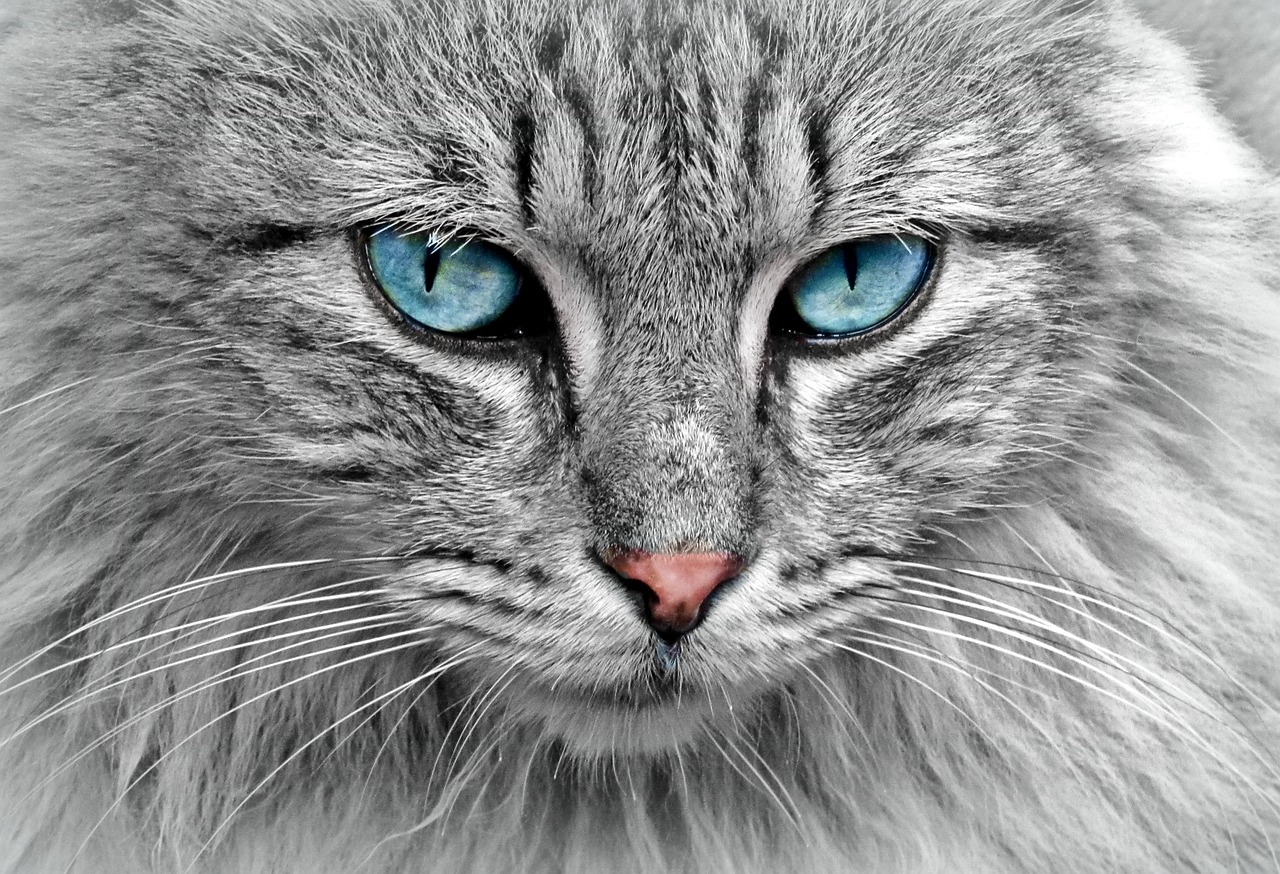 猫の保険は何歳から加入すべき？