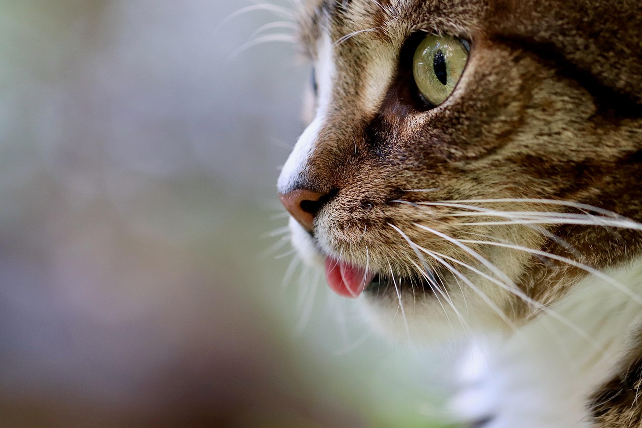 猫の保険は必要で、いつから加入すべきですか？