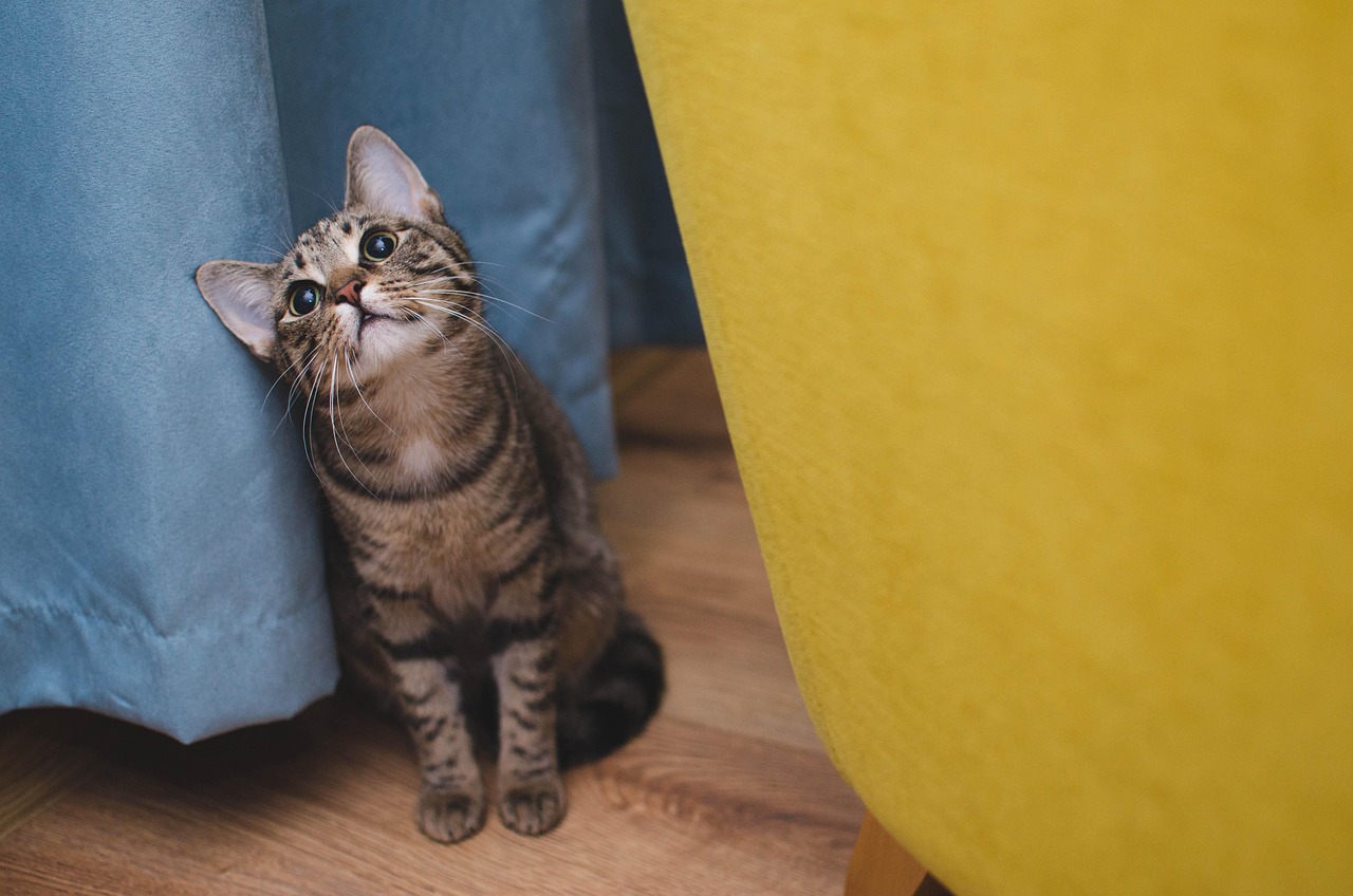 猫の手術に備えるための保険は必要ですか？