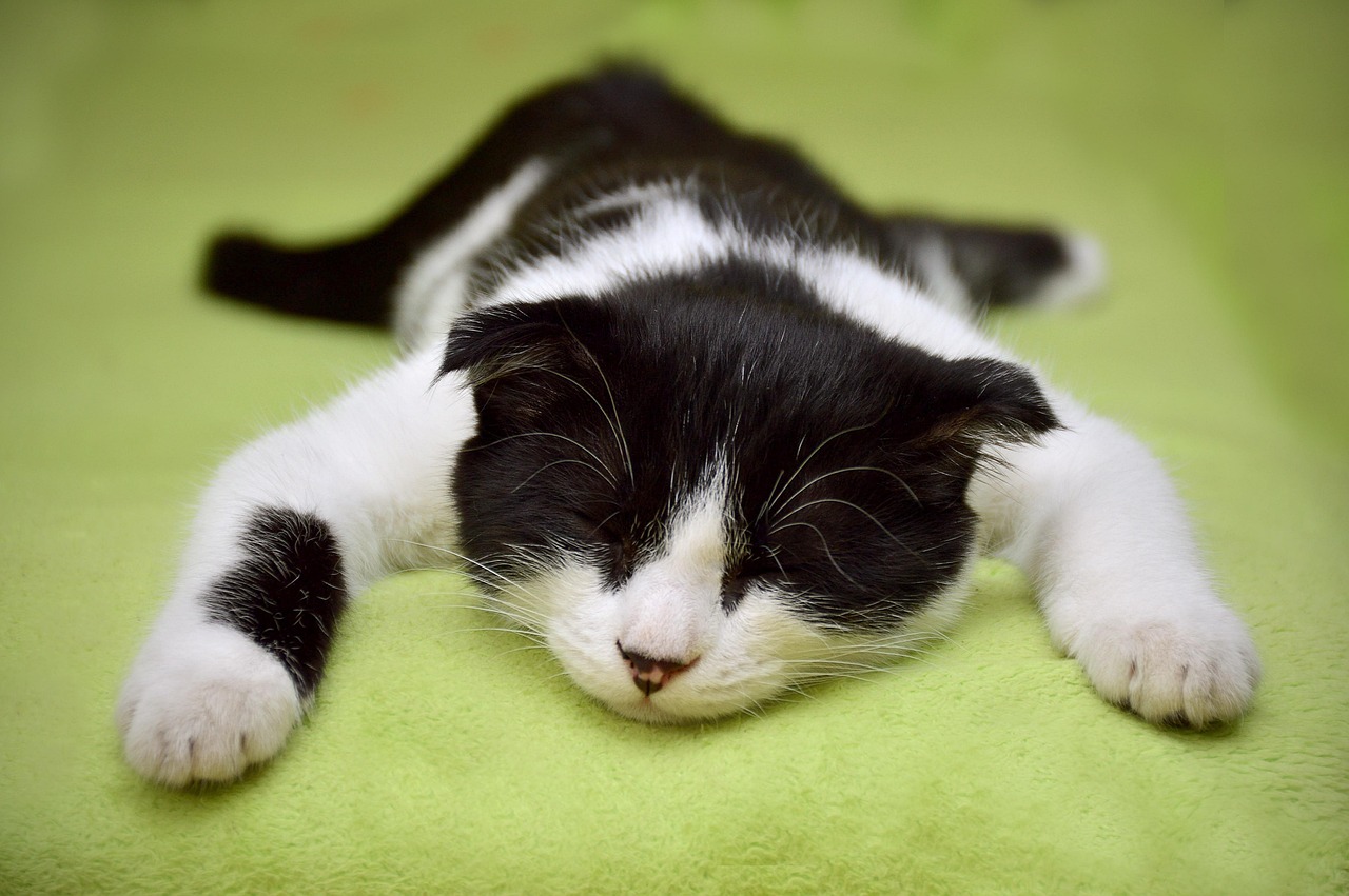 猫保険が初年度0円で加入できるプランはどれ？