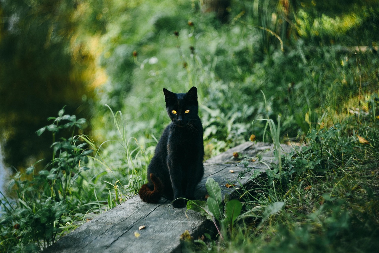 猫保険で傷病補償が受けられる内容は？