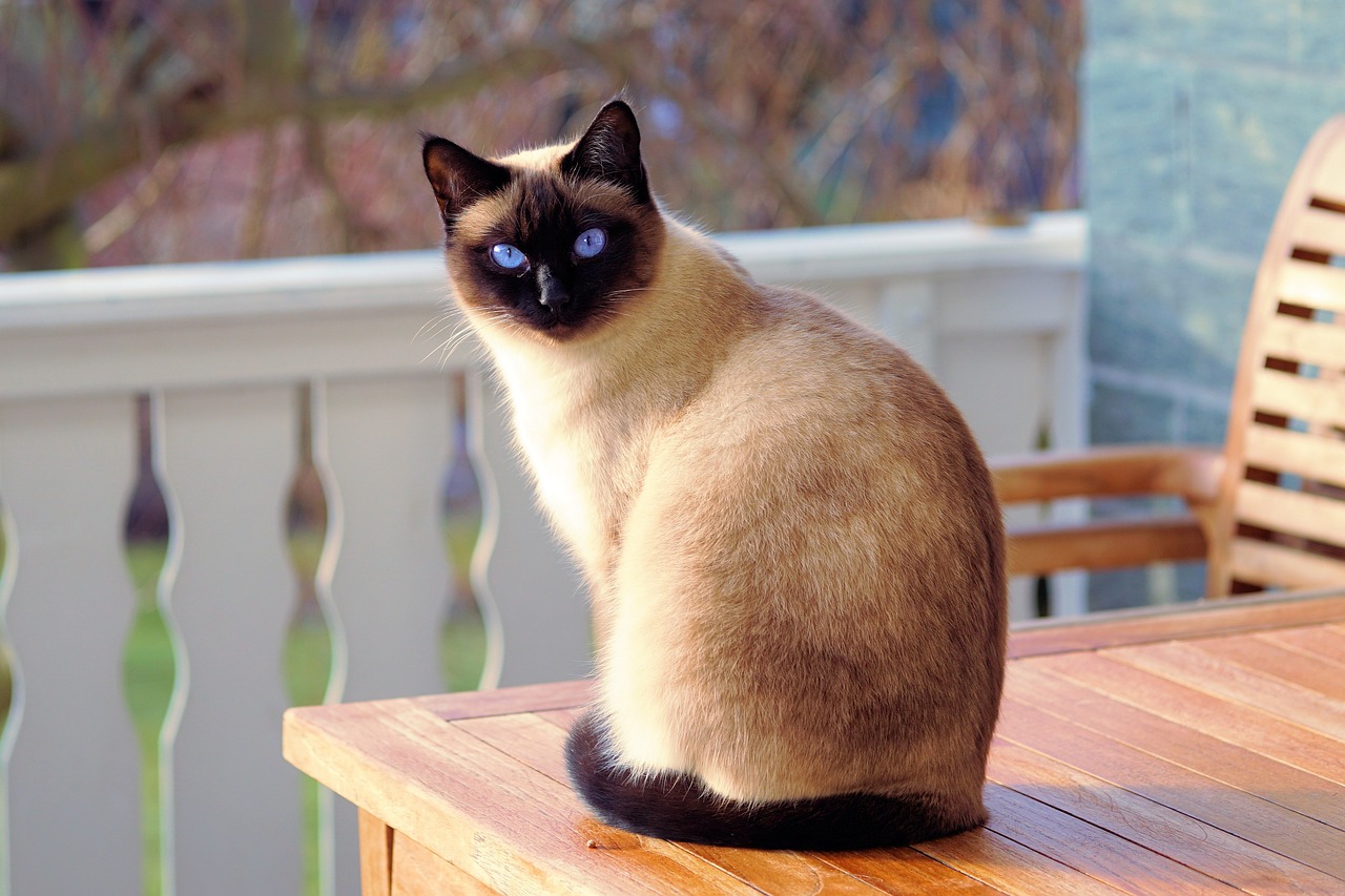 猫保険の傷病補償はどのように活用できる？