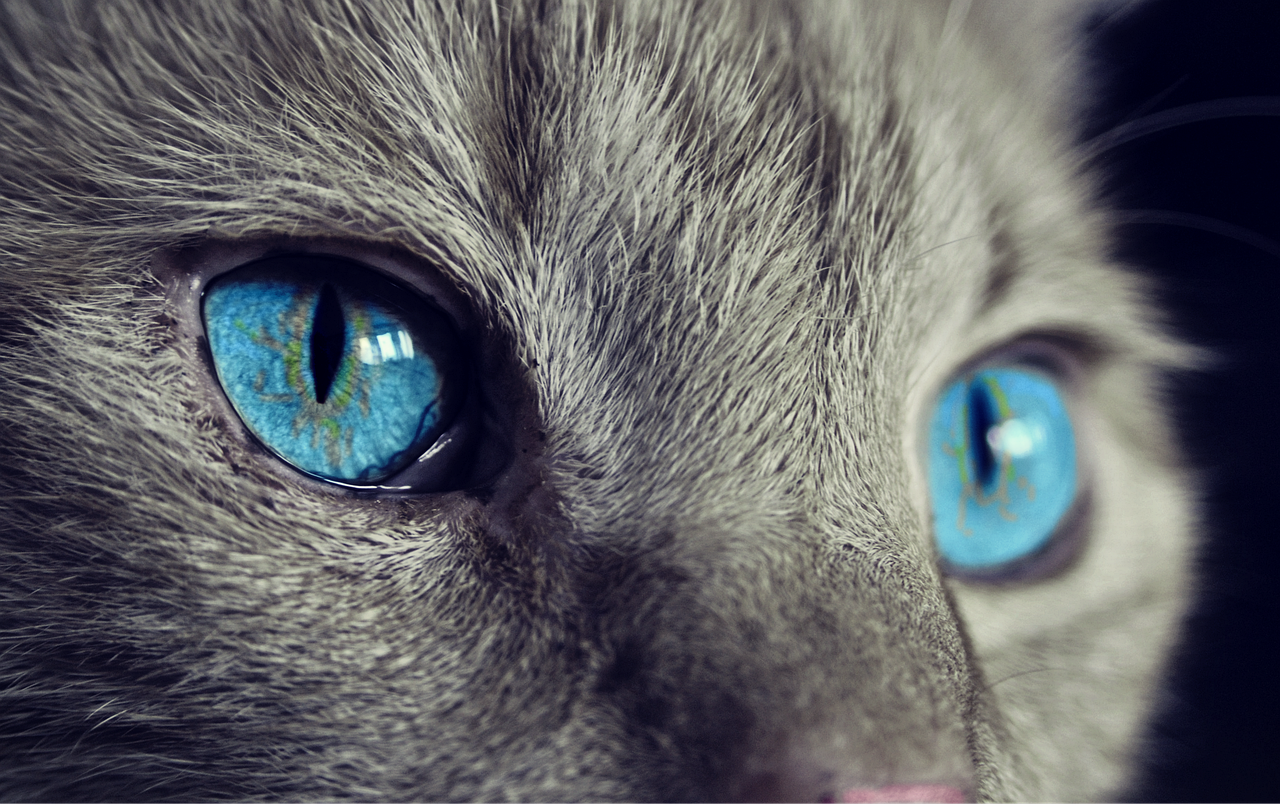 猫保険の継続割引を利用するメリットは？