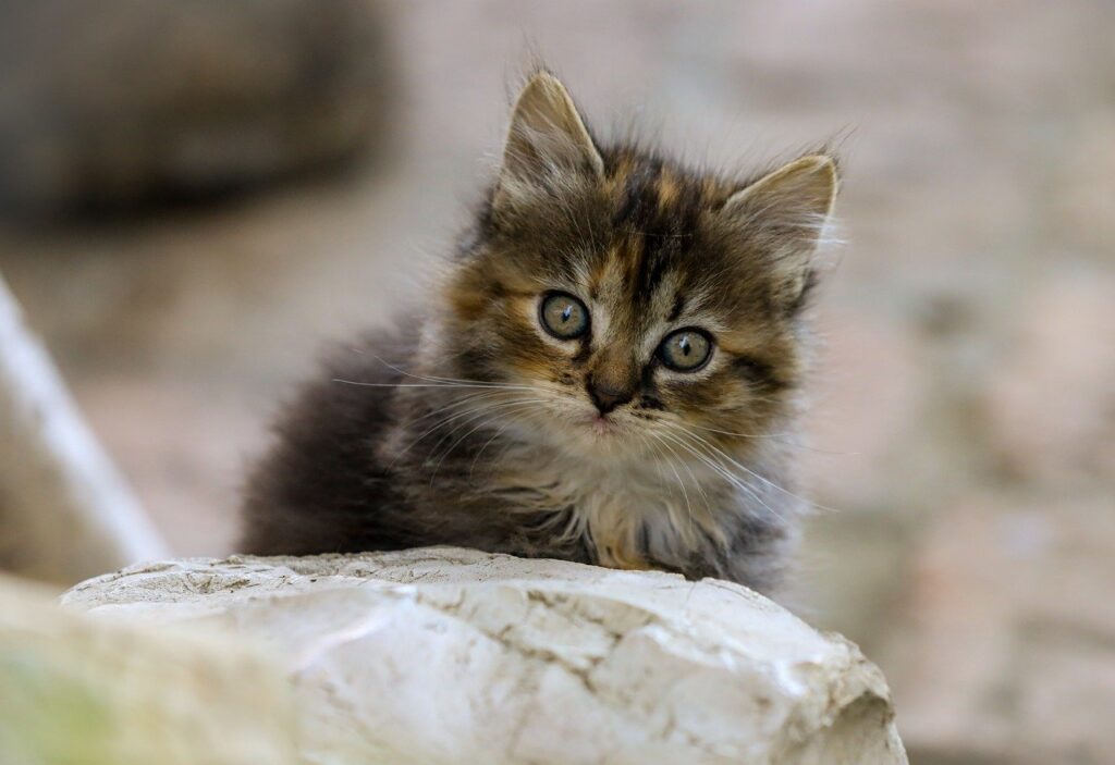 ペット保険で猫の通院費用はどのくらいカバーされるの？