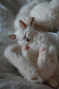 ペット保険に通院は必要か？