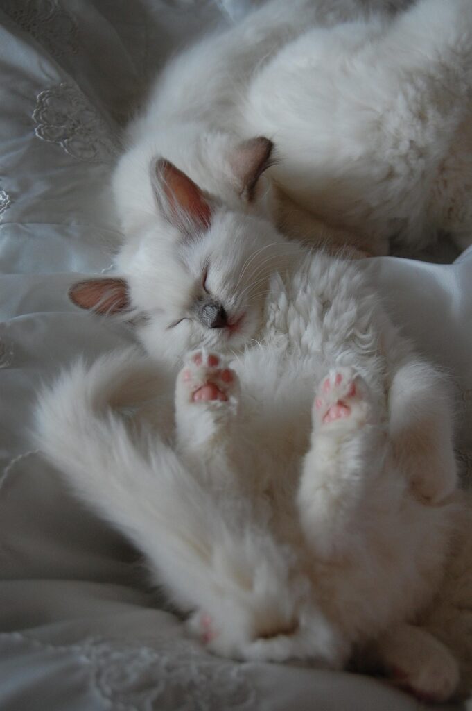 ペット保険に通院は必要か？