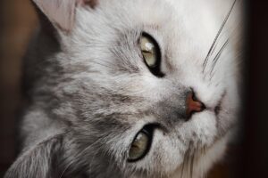 ペット保険の通院特化型プランはどのようなメリットがあるの？