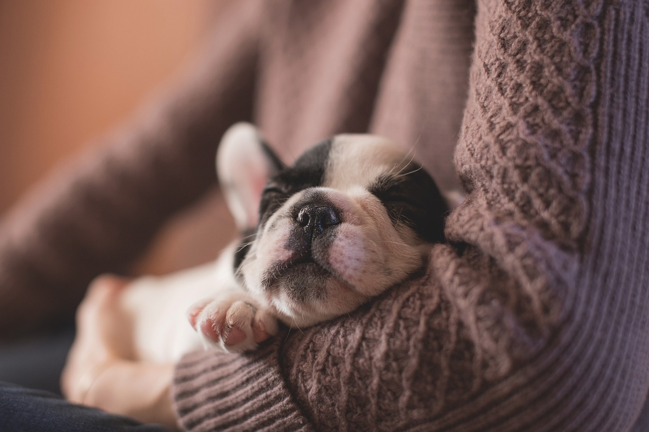 子犬の保険で傷病補償を受ける際の注意点は？