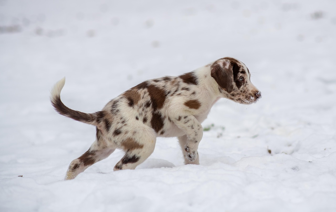 子犬の保険における入院補償プランはどのようなものですか？