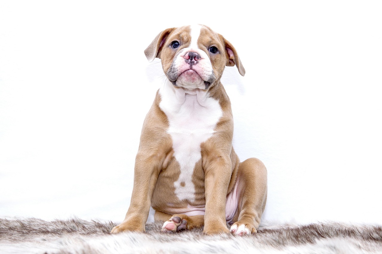 子犬の通院や入院に対応するペット保険の補償内容は？