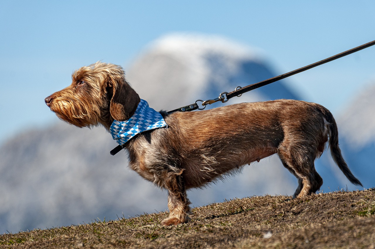 子犬を飼うなら知っておきたいペット保険の初年度無料のメリットは？