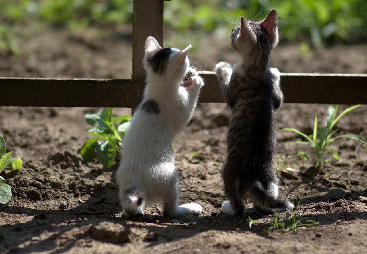 子猫に保険はいつから必要かを知っておくべき理由は？