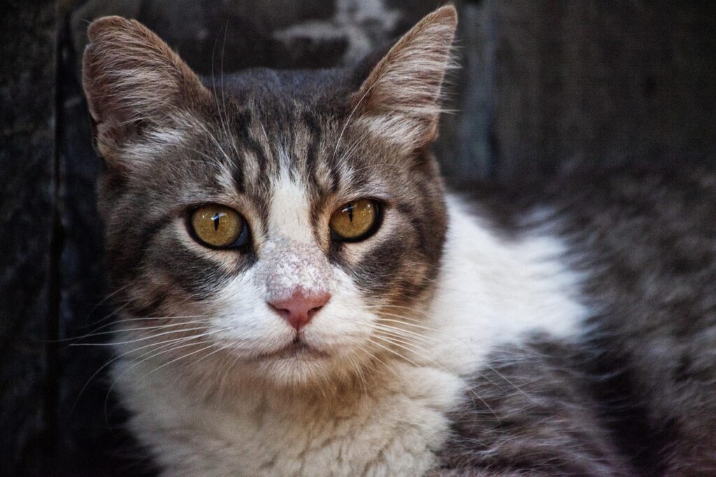 子猫に保険はいつから必要で、どのように選ぶべきですか？