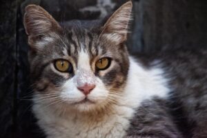 子猫に保険はいつから必要で、どのように選ぶべきですか？