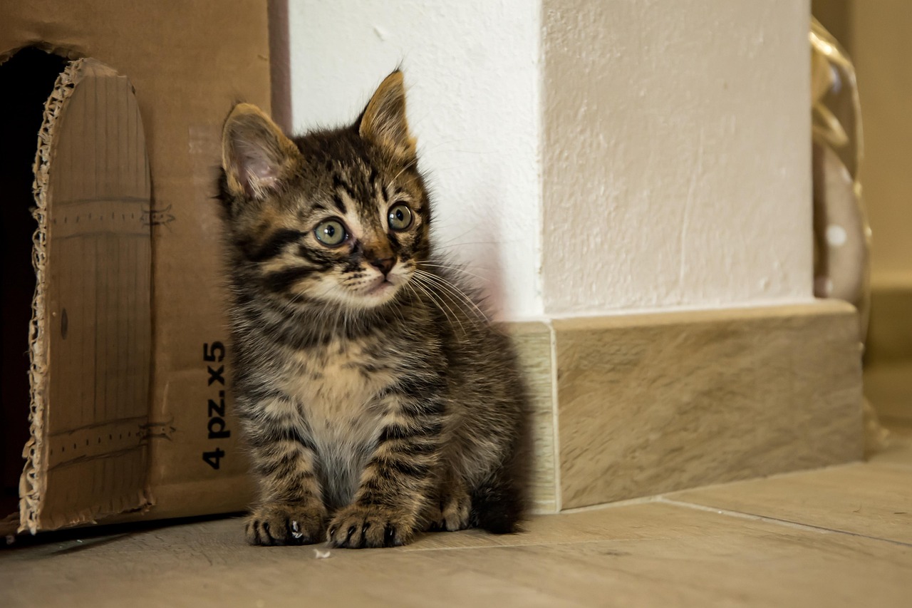 子猫に保険は必要で、いつから加入すべきですか？