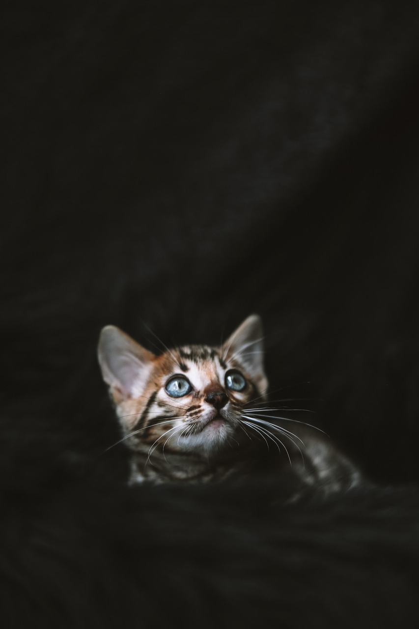 子猫に最適な保険プランはどれですか？