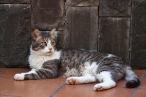 子猫の保険はいつから必要ですか？