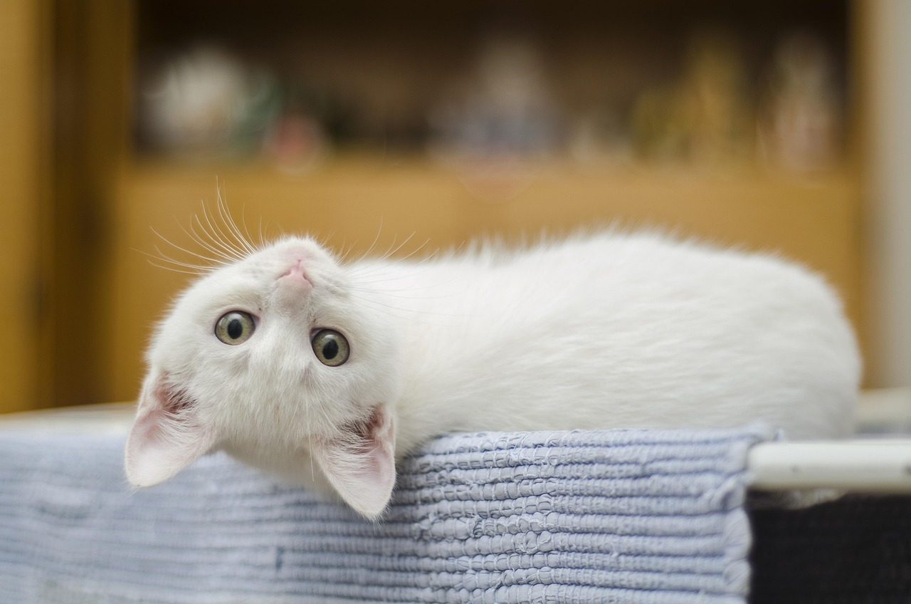 子猫の保険はいつから必要になるのか？