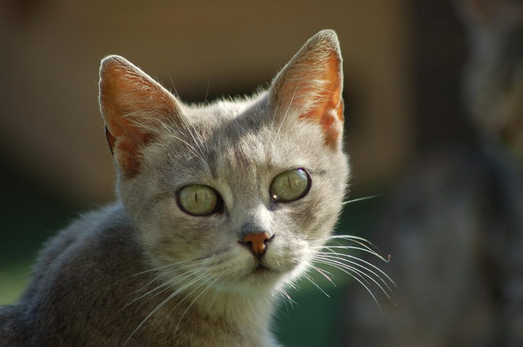 子猫の保険は必要？いつから加入すべきか解説します！