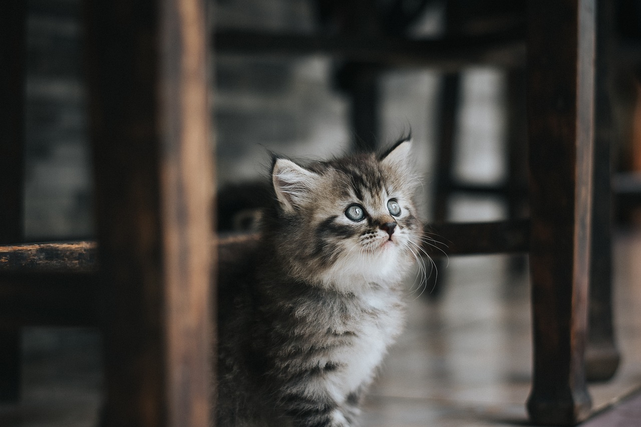 子猫を飼うなら知っておきたいペット保険の初年度無料のメリットは？