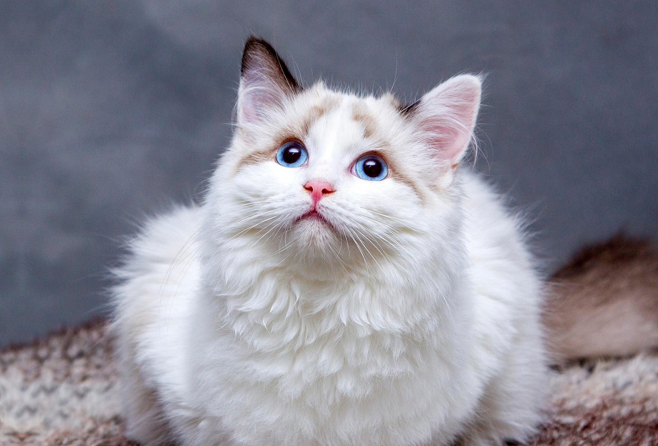 子猫を飼うなら知っておきたいペット保険初年度0円のメリットは？