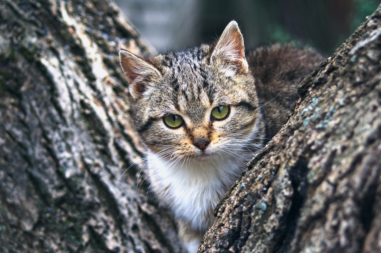 子猫保険の継続割引はどのように利用できる？