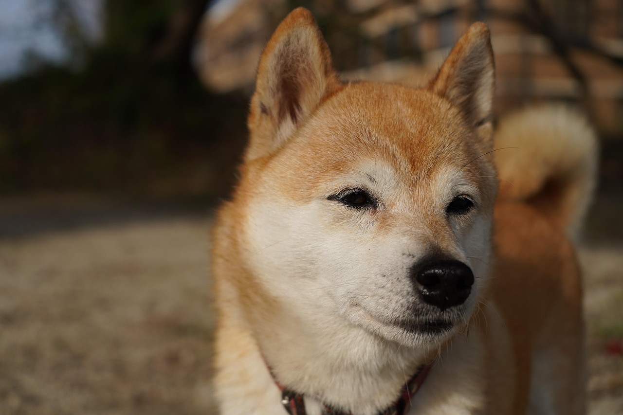 柴犬のためのペット保険比較で選ぶべきポイントは？