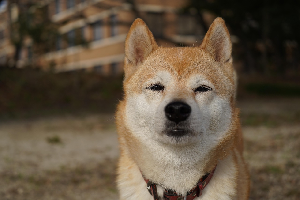 柴犬のペット保険を比較して最適なプランを見つけるには？