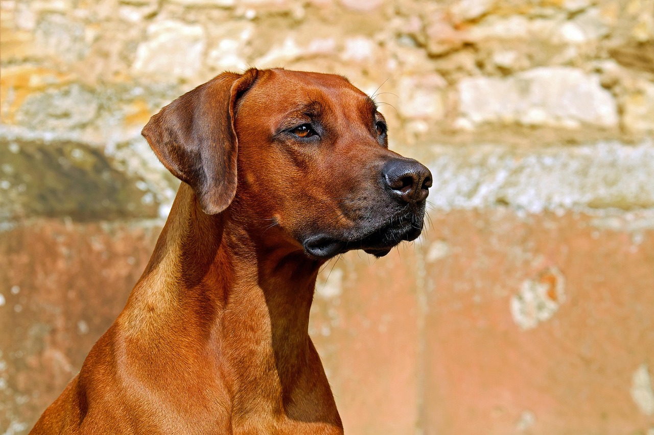 犬の保険はいつから加入すべきですか？