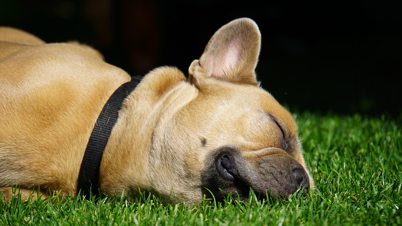 犬の保険は必要か、どのように判断すればよいのか？