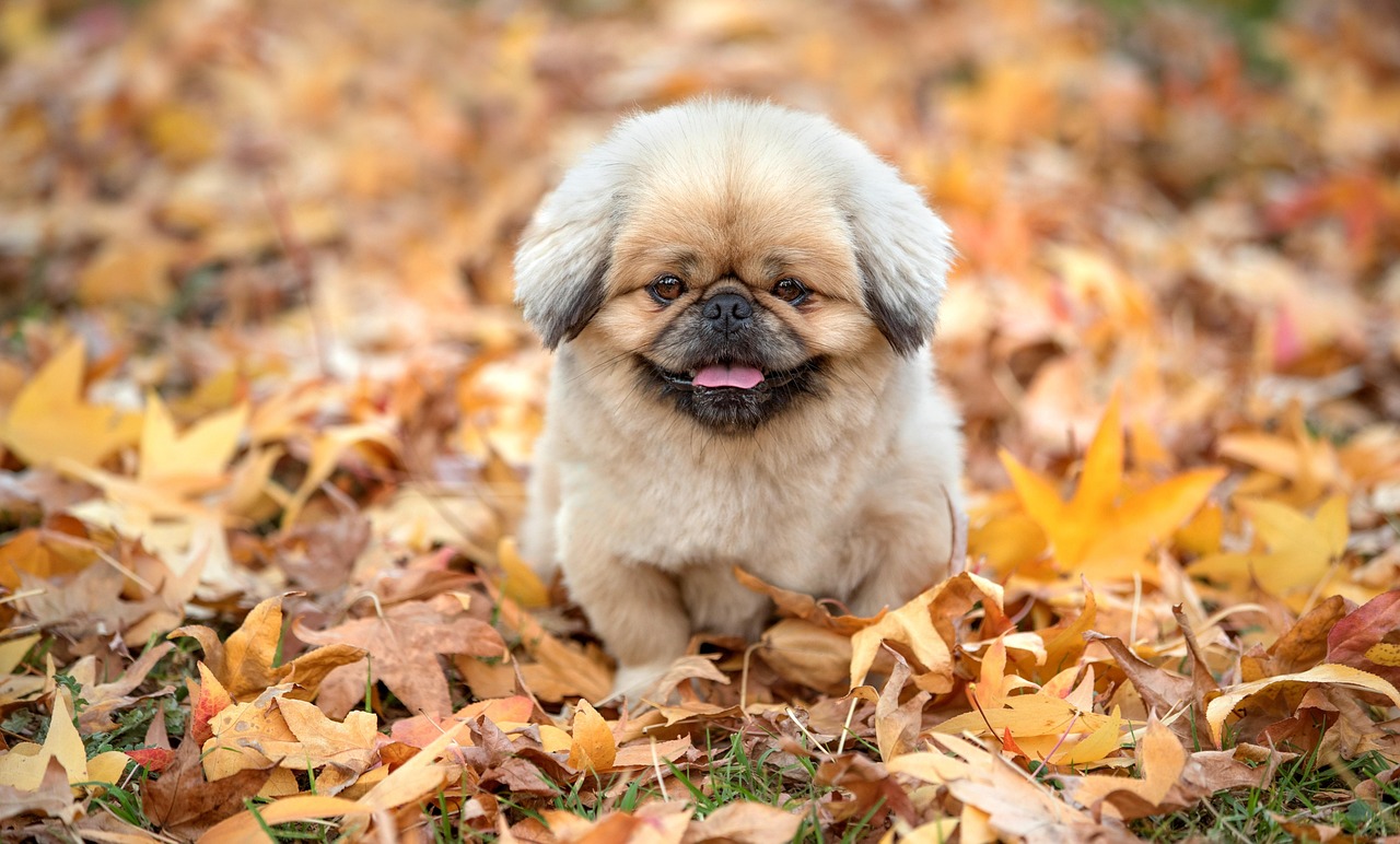 犬の保険は必要か、飼い主が知っておくべきポイントは？
