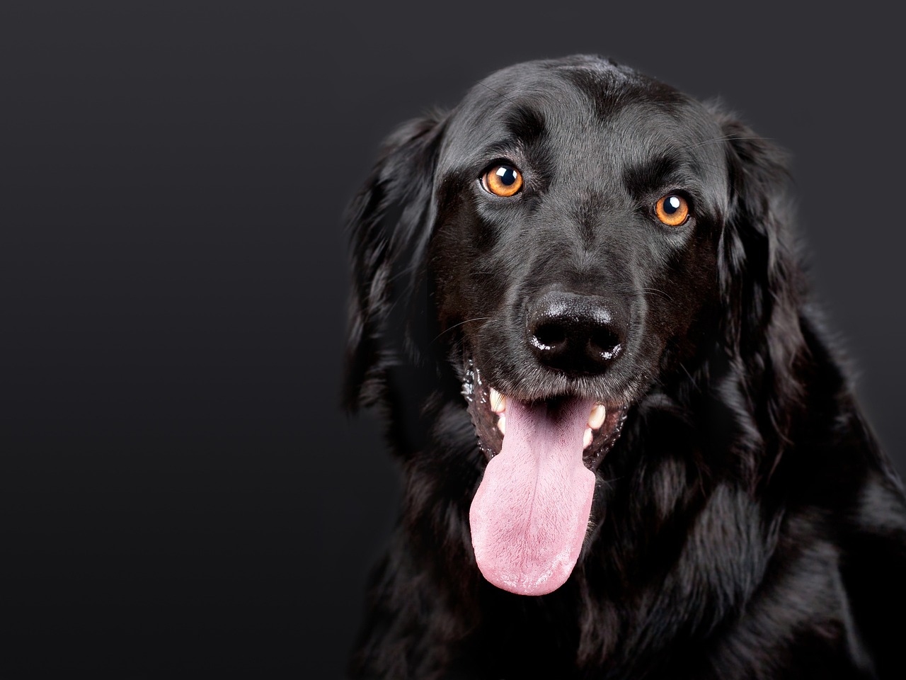 犬の保険は必要か、飼い主が知っておくべき理由とは？
