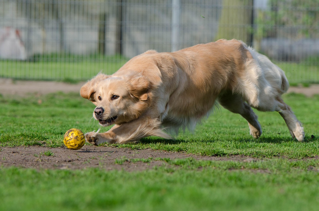 犬保険の通院のみでカバーされる範囲はどこまで？