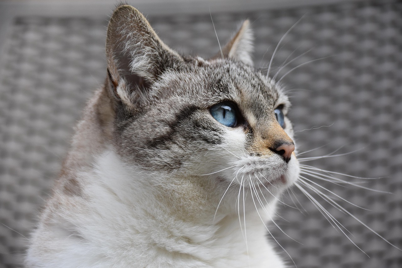 猫の保険には入るべきか、どんなメリットがあるの？