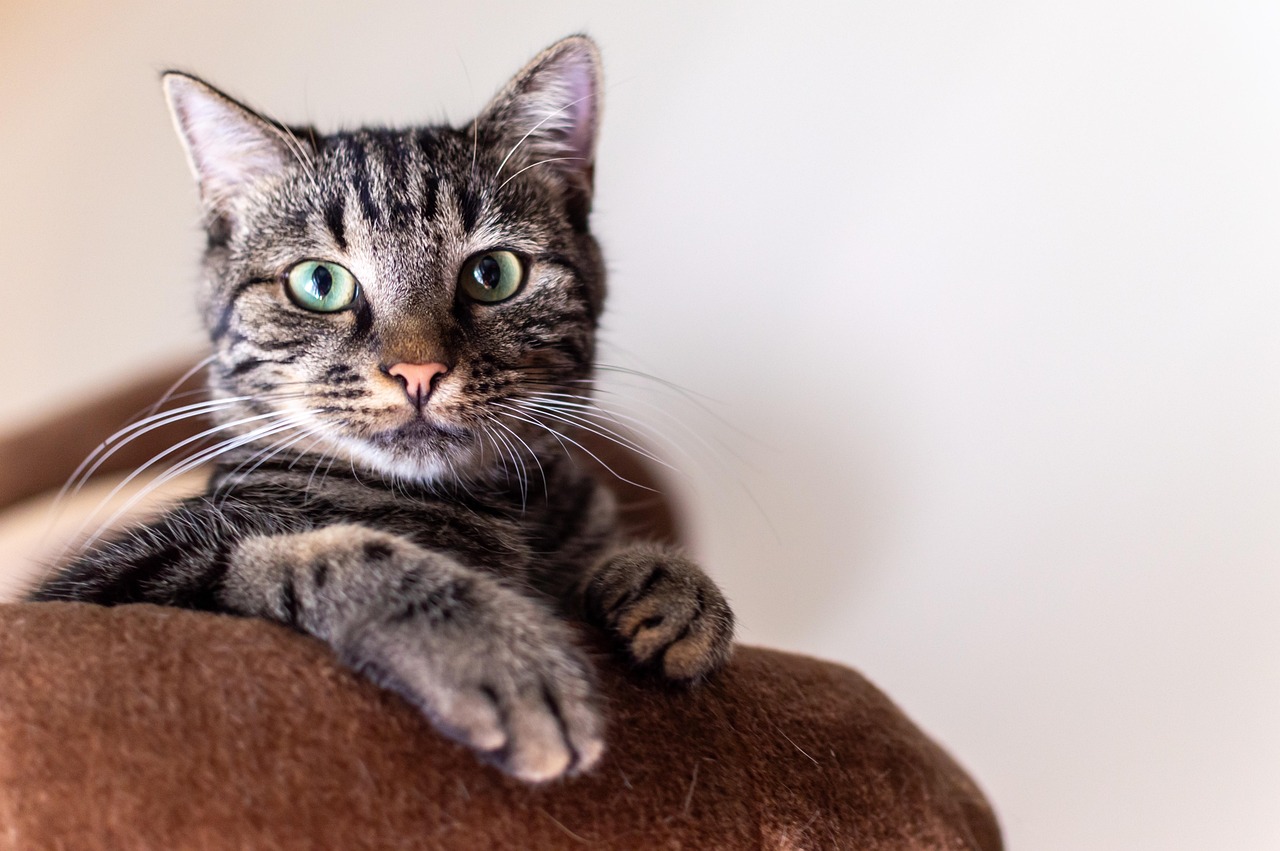 猫を飼うならペット保険は必要か？