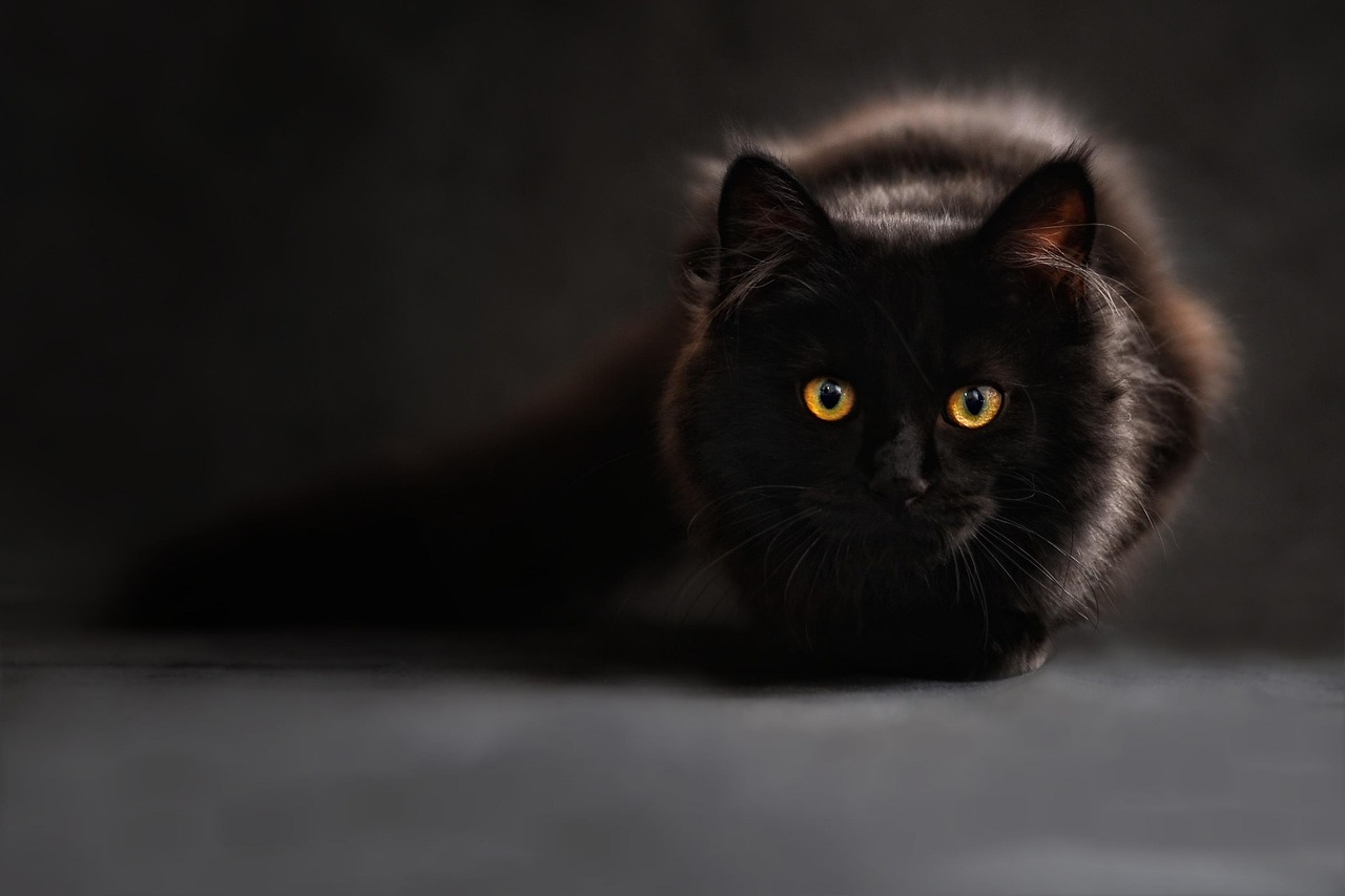 猫保険のメリットとは何か知っていますか？