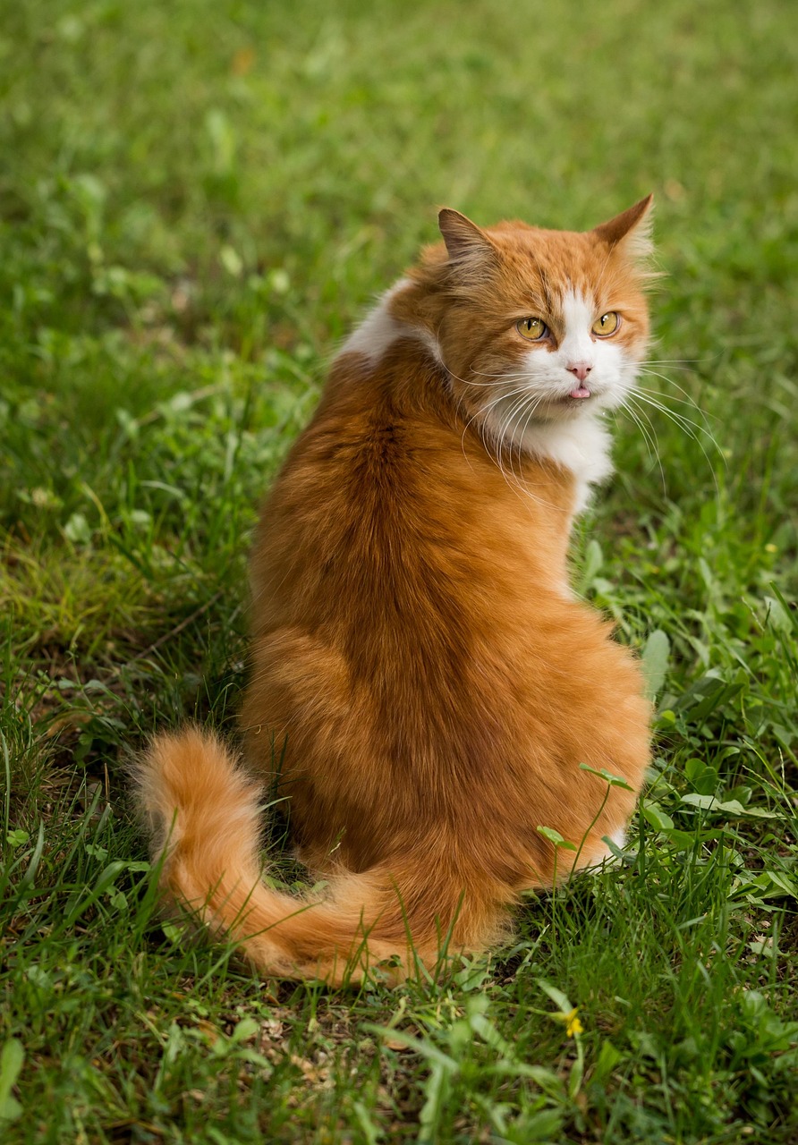 猫保険の補償内容について知っておくべきことは？